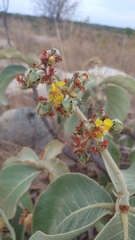 Byrsonima verbascifolia