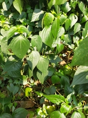 Dicliptera chinensis