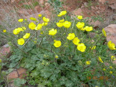 Ranunculus sprunerianus