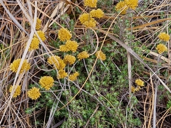 Helichrysum kraussii