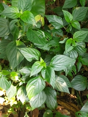Dicliptera chinensis