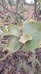 Byrsonima verbascifolia