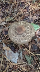 Rhacodium