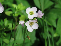 Cardamine