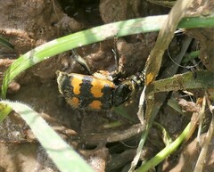Nicrophorus vespillo
