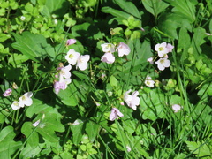 Cardamine