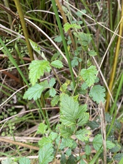 Rubus parvifolius