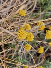 Helichrysum kraussii