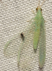 Pseudomallada flavifrons