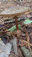 Rhacodium