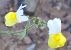 Nemesia ligulata