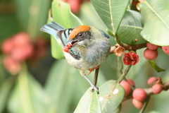 Stilpnia vitriolina