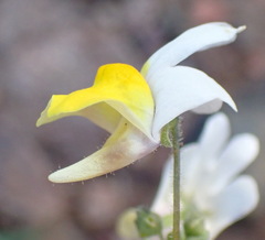 Nemesia ligulata