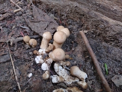 Lycoperdon