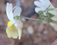 Nemesia ligulata