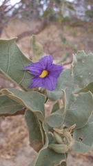 Solanum falciforme