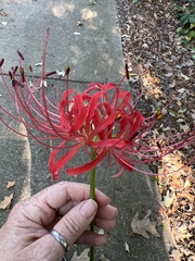 Lycoris