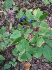 Caulophyllum thalictroides