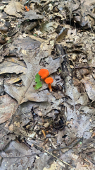 Hygrocybe cantharellus