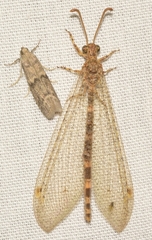 Distoleon annulatus