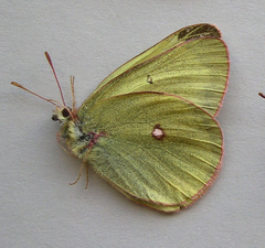 Colias gigantea