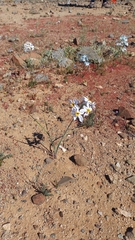 Leucocoryne coronata