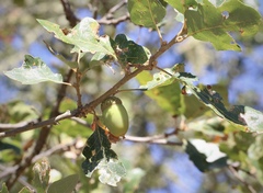 Quercus × eplingii