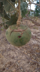 Solanum falciforme