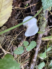Hygrophorus eburneus