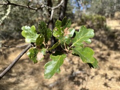 Quercus × eplingii