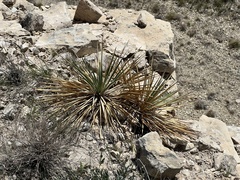 Yucca reverchonii