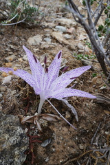 Colchicum variegatum
