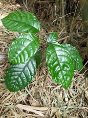 Sterculia monosperma