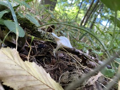 Hygrophorus eburneus