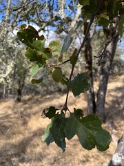 Quercus × eplingii