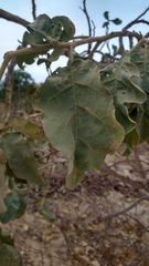 Solanum falciforme