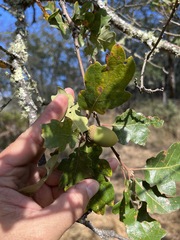 Quercus × eplingii