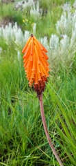 Kniphofia