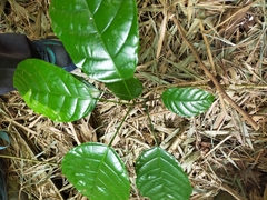 Sterculia monosperma