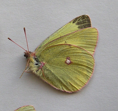 Colias gigantea