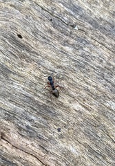 Dolichoderus doriae