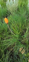 Kniphofia