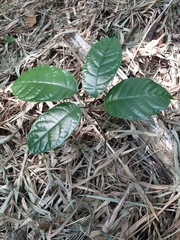 Sterculia monosperma