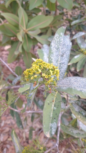 Tontelea micrantha
