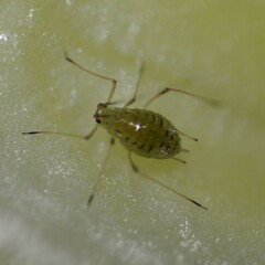 Macrosiphini