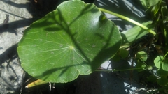 Hydrocotyle bonariensis