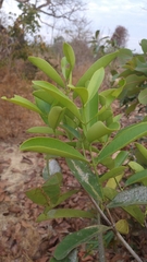 Tontelea micrantha