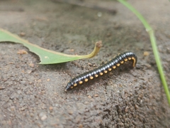 Asiomorpha coarctata