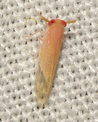 Pseudaraeopus lethierryi