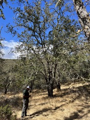 Quercus × eplingii